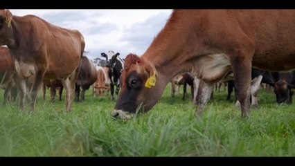 Farm Online Tess Butler, Victoria: Australian Farms