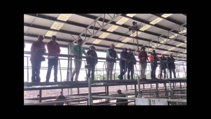Young Auctioneers