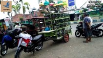 FULL STOK..!!  HARGA MURAH AMBYAR BURUNG BAHAN OMBYOKAN DI TAMAN KETANDAN TULUNGAGUNG JAWA TIMUR