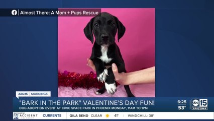 The BULLetin Board: 'Bark in the Park'