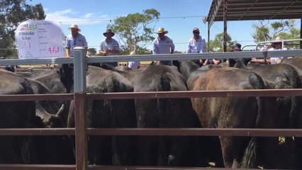 Stock Journal: Willalooka circuit weaner cattle sale