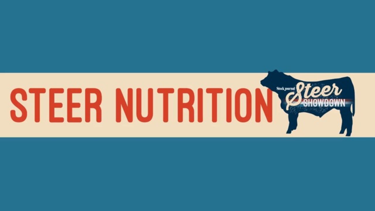 Steer Showdown Nutrition