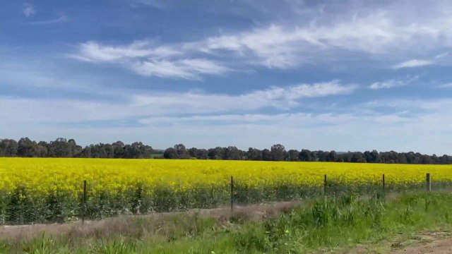 Waves of bright canola herald the arrival of spring for Wagga - September 2021 - The Daily Advertiser