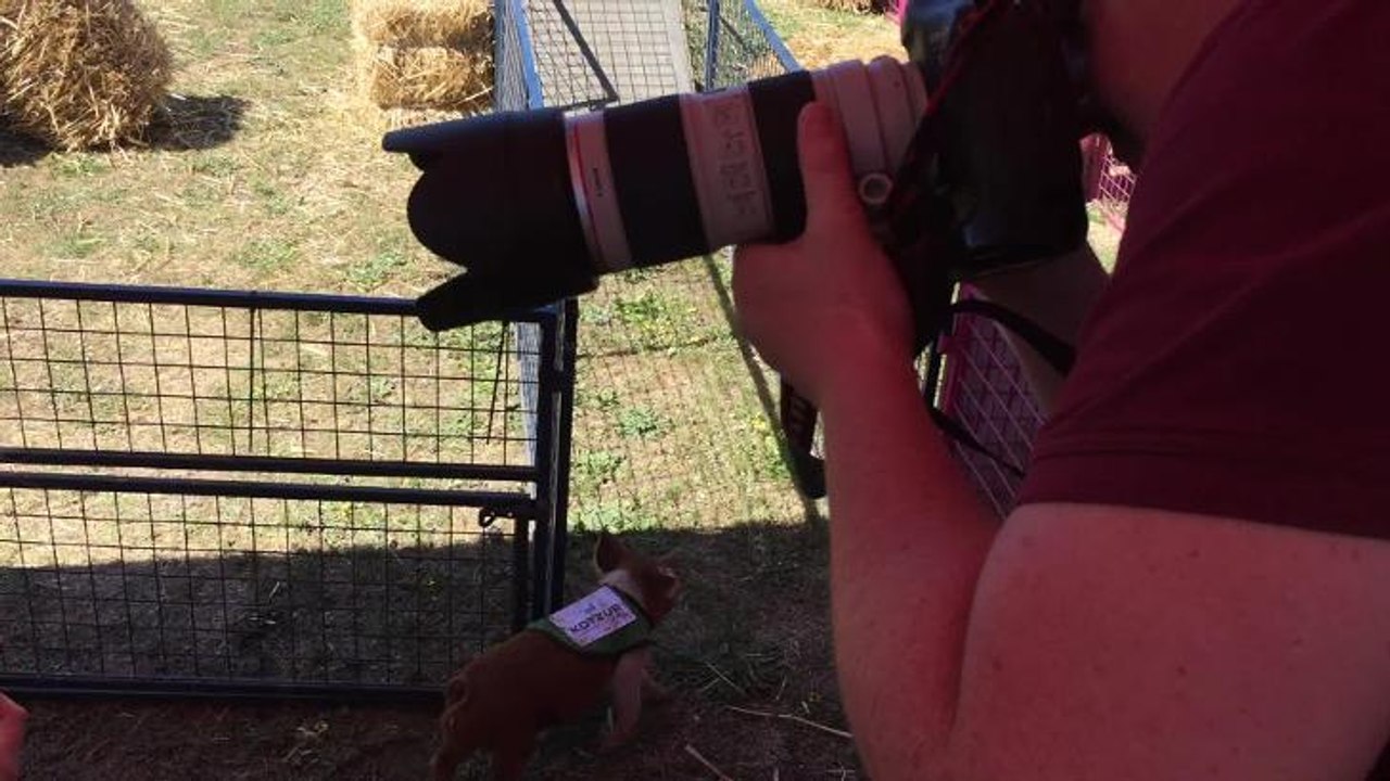 Walbundrie pig race