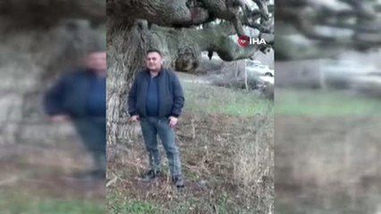 Osmancık'ta 10 asırlık ağaç koruma altına alınacak