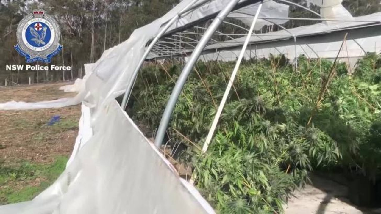 Cannabis crop found