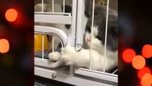 Os gatos mais engraçados do mundo