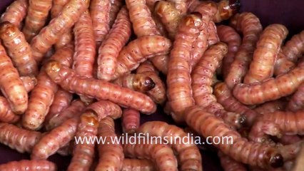 Worms for sale at Mao Bazar, Kohima