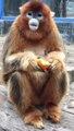 Monkey like a stuffed animal 【Golden snub-nosed monkey】#cute