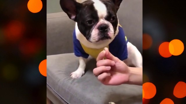 Cães mais engraçados do Mundo!