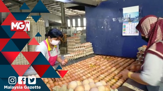MG VIRAL : Negara Kekurangan 90 Juta Telur Pada Ramadan dan Aidilfitri ini