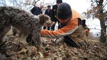 Özel eğitimli köpeklerle toplanan trüf mantarı ihraç ürünü oldu! Kilosunu 2.800 TL'ye yurt dışına satıyorlar