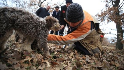 Özel eğitimli köpeklerle toplanan trüf mantarı ihraç ürünü oldu! Kilosunu 2.800 TL'ye yurt dışına satıyorlar