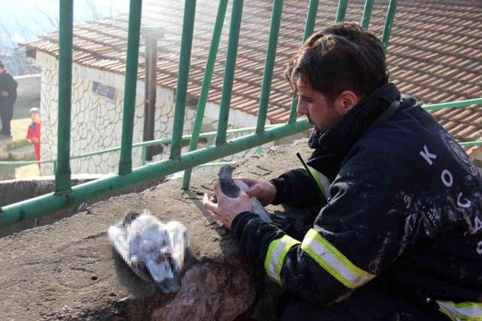Yangında telef olan köpeklerinin çantasına sarılarak gözyaşlarına boğuldu... Dumandan etkilenen güvercinleri suni teneffüsle kurtarmaya çalıştı