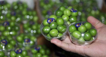 Kış ortasında erik hasadı: Tanesi 20 TL’den satılıyor