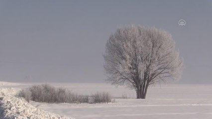 Muş Ovası'ndaki ağaçlarda kırağı oluştu