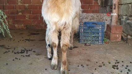 Aydın'da keçi üçüz doğurdu, yavrulardan birinin kuzu olması görenleri şaşırttı