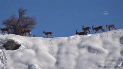 Yaban hayvanları için doğaya bir ton yem bırakıldı