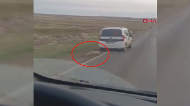 Koyunu aracın arkasına bağlayıp sürükleyerek götürdüler