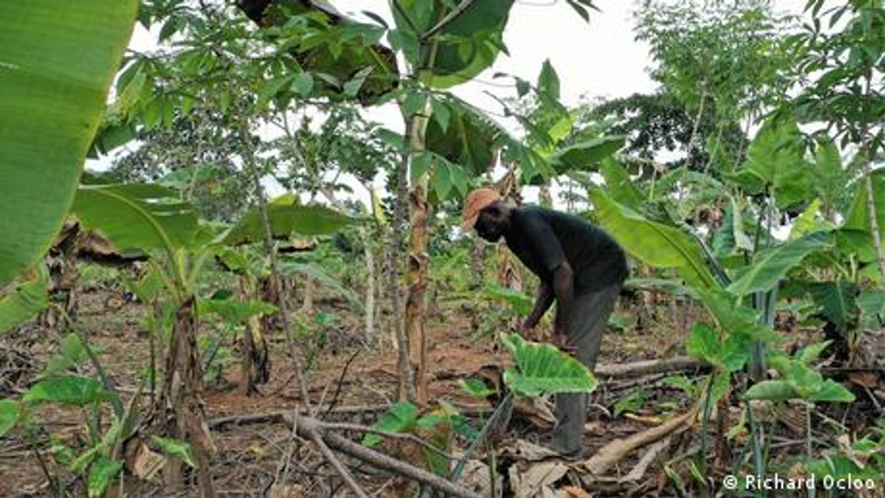 Ghana: Effizienz und Nachhaltigkeit im Kakaoanbau