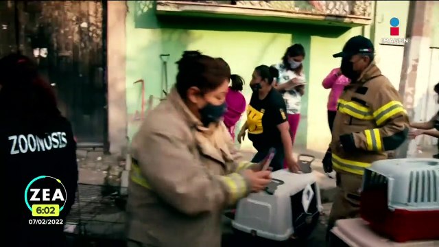 Rescatan a perros y gatos abandonados en un domicilio en Chimalhuacán