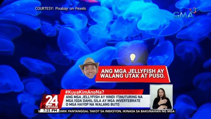 #KuyaKimAnoNa?: "Cassiopeia Culionensis", bagong species ng jellyfish na nadiskubre sa Pilipinas ng mga Int'l scientist kabilang ang ilang Pinoy Marine Biologists | 24 Oras