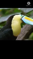 toucan bird sound clips | toucan | birds