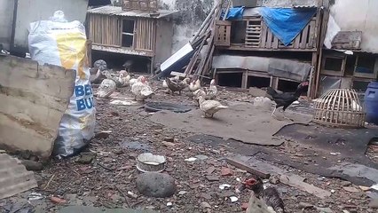 Aktifitas entok disiang hari , bisa dipelajari apa saja yang mereka butuhkan bisa lihat dari video ini