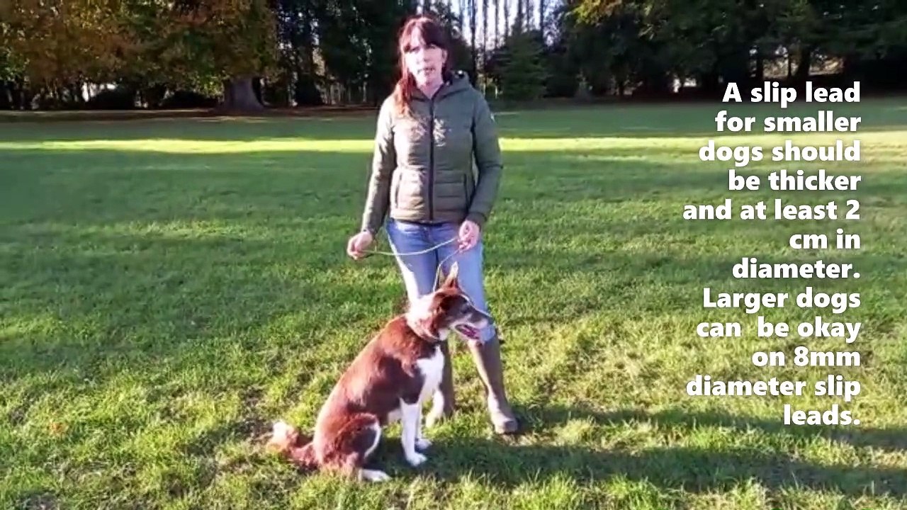 DOG REACTIVE DOGS