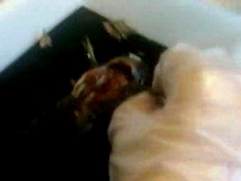dissection