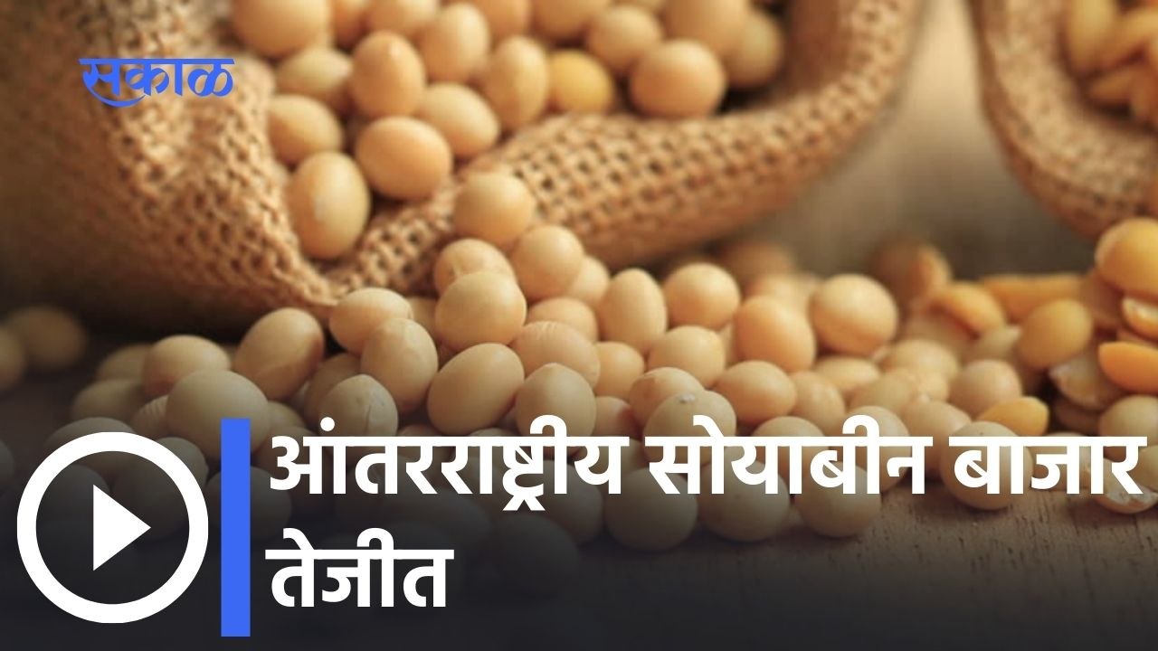 Stock Limit नंतरही Soybean Market स्थिर | India Soybean Market