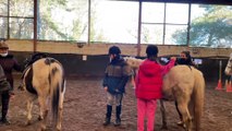 Des élèves en difficultés au contact des chevaux