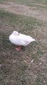 Duck  Noise Sound Effect By Kingdom of Awais