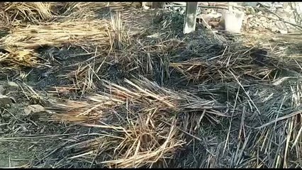 आग में जिंदा जल गए एक दर्जन से अधिक मवेशी