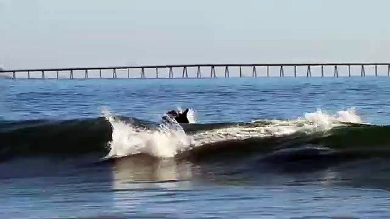 Des dauphins viennent accompagner des surfeurs pour prendre la vague