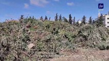 أردنيون يشكون تكدس الأشجار المتكسرة في عمان