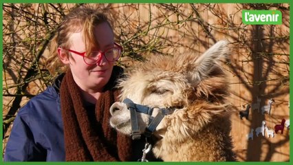 Héron : ils élèvent des alpagas