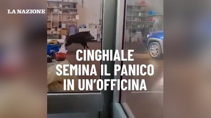 Cinghiale semina il panico in un'officina