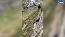 Dramatic sheep rescue captured on camera