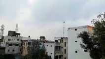 Beautiful video of birds flying in the sky.