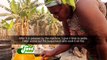 Oil Palm Production: Spotlight on Sekyere East Oil Mills- Food Chain on Joy Business(7-2-22)