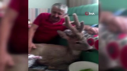 Yaralı karacayı evine alıp bebek gibi sevdi