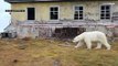 Медведи не только на улицах, но и в окнах: российский фотограф застал хищников на метеостанции