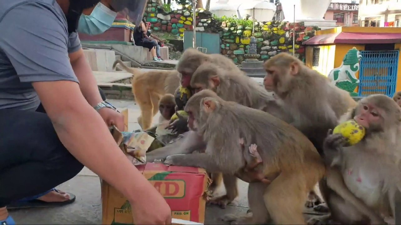 feeding banana and mango to the hungry monkey __ monkey love banana and mango_Full-HD