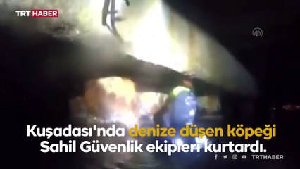 Denize düşen köpeğin yardımına Sahil Güvenlik yetişti
