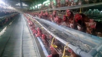 Ternak Ayam Petelur sistem kandang panggung hasil lebih maksimal