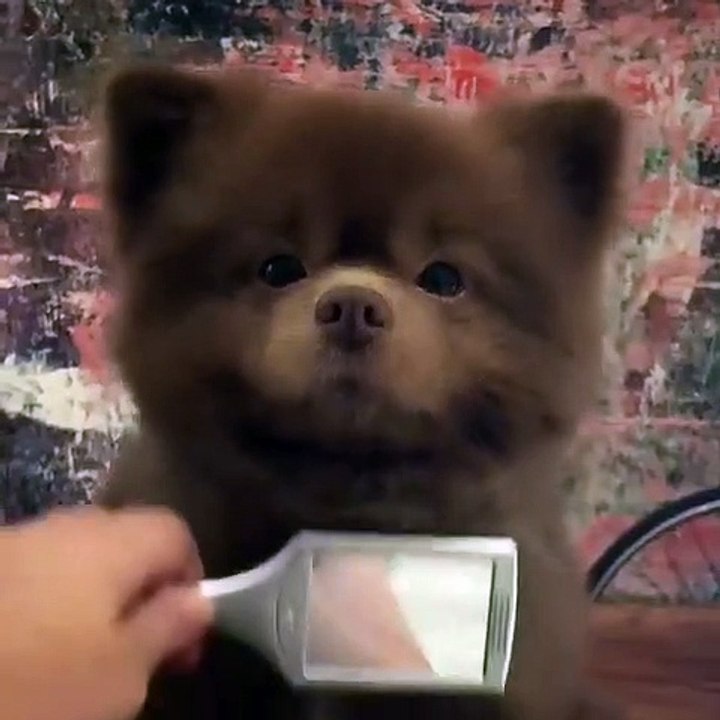91Cute Dog - #91