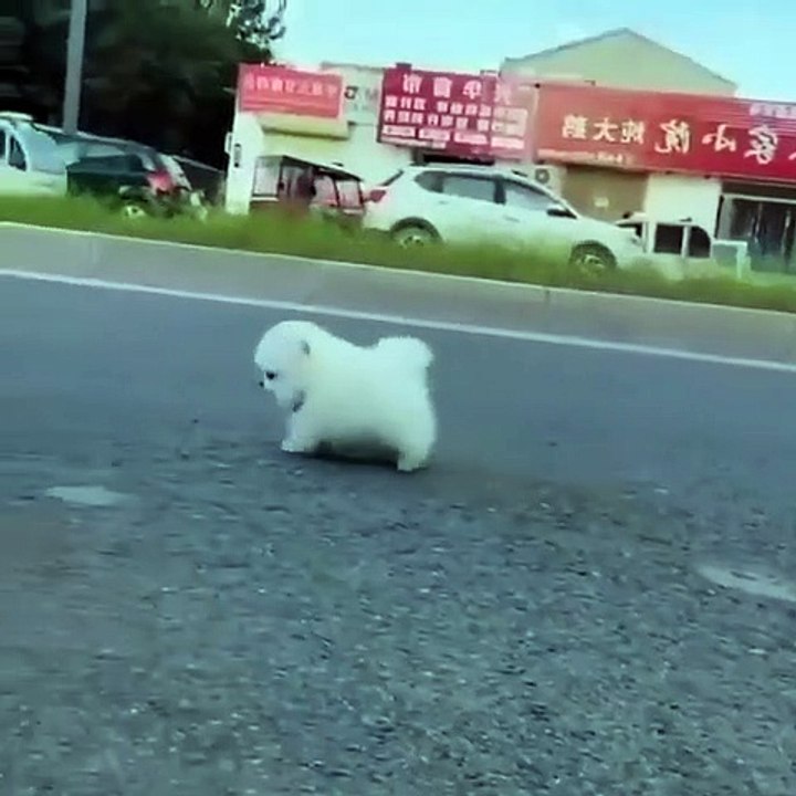 94Cute Dog - #94
