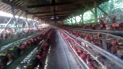 Selain pakan yang berkwalitas kebersihan kandang juga tidah kalah penting untuk hasil telur yang maksimal
