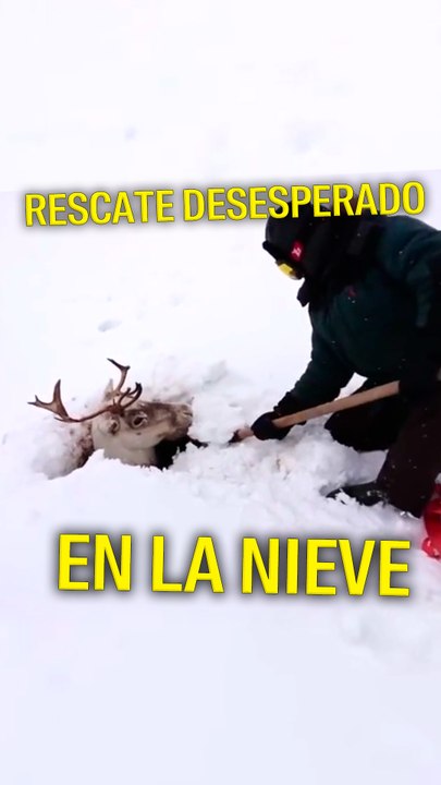 Imagina la angustia que sufrió este animal al verse así 